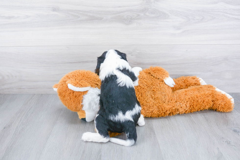 Popular Cavalier King Charles Spaniel Purebred Pup