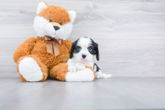 Cavalier King Charles Spaniel Puppy for Adoption