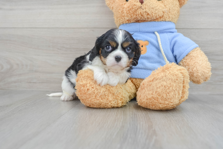 Hypoallergenic Cavalier King Charles Spaniel Purebred Pup