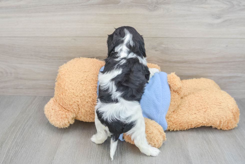 Popular Cavalier King Charles Spaniel Purebred Pup