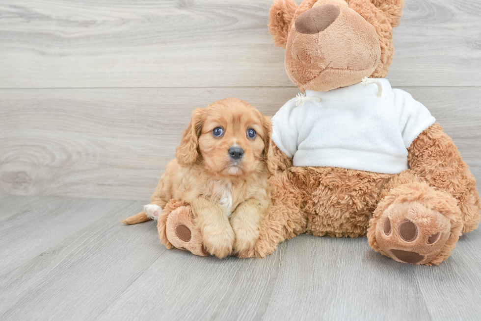 Playful Cavalier King Charles Spaniel Baby