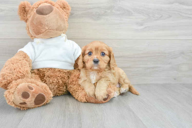 Cavalier King Charles Spaniel Puppy for Adoption