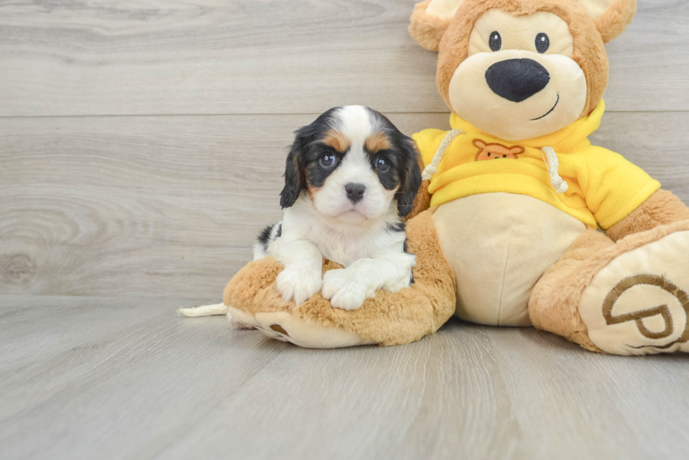 Happy Cavalier Purebred Puppy
