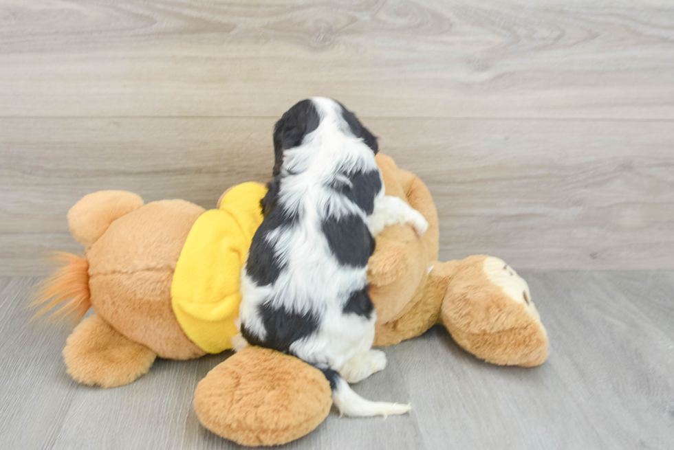 Cavalier King Charles Spaniel Puppy for Adoption