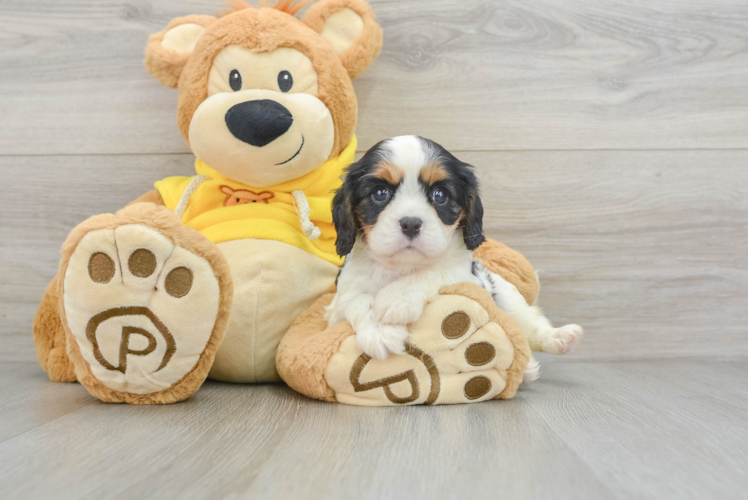 Best Cavalier King Charles Spaniel Baby
