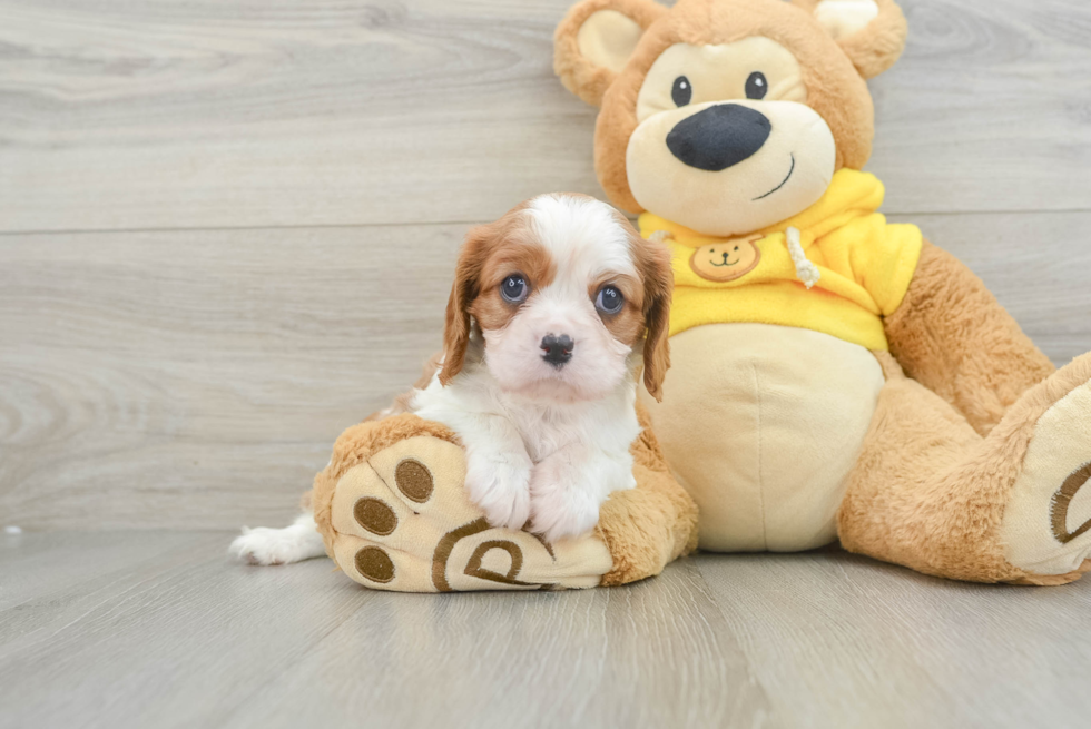 Funny Cavalier King Charles Spaniel Baby