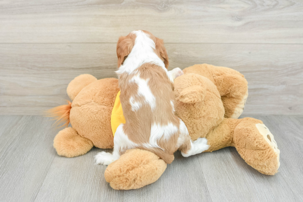 Cavalier King Charles Spaniel Puppy for Adoption