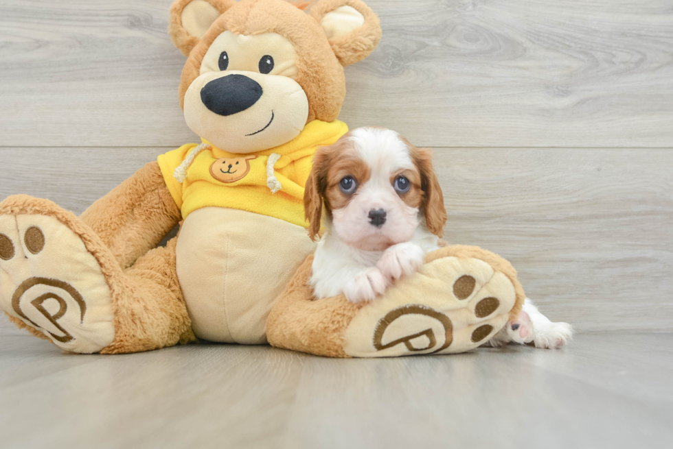 Cavalier King Charles Spaniel Pup Being Cute