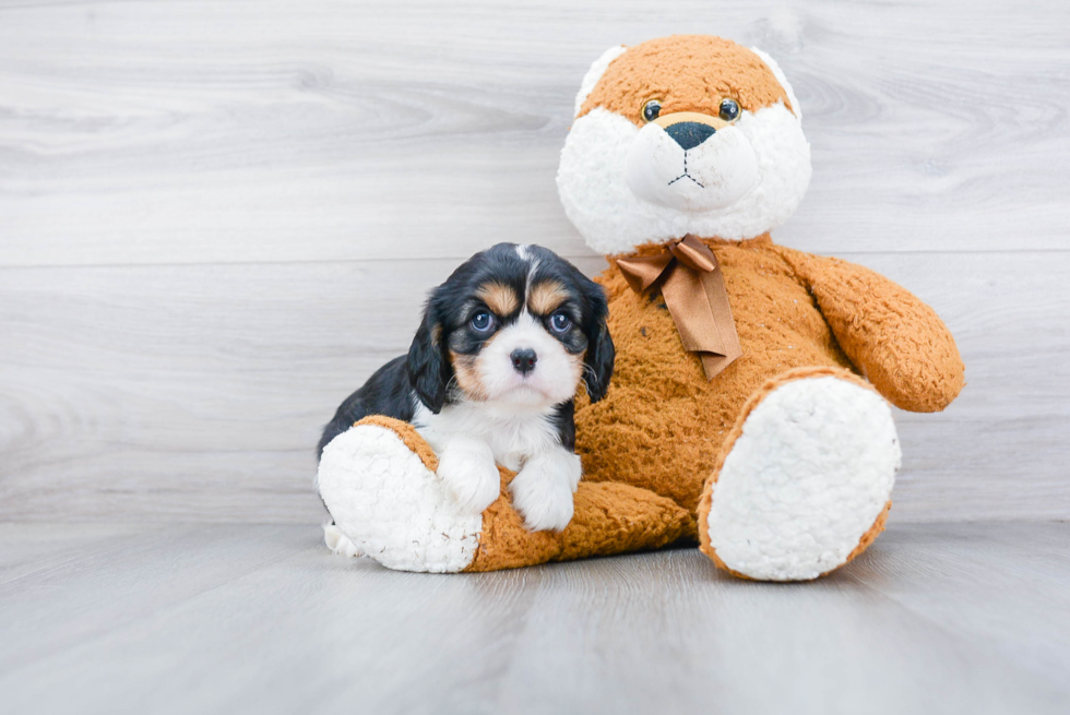 Playful Cavalier King Charles Spaniel Purebred Pup