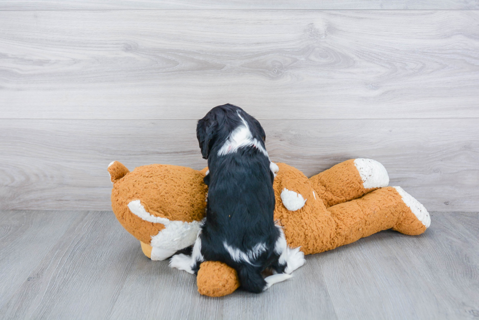 Popular Cavalier King Charles Spaniel Purebred Pup