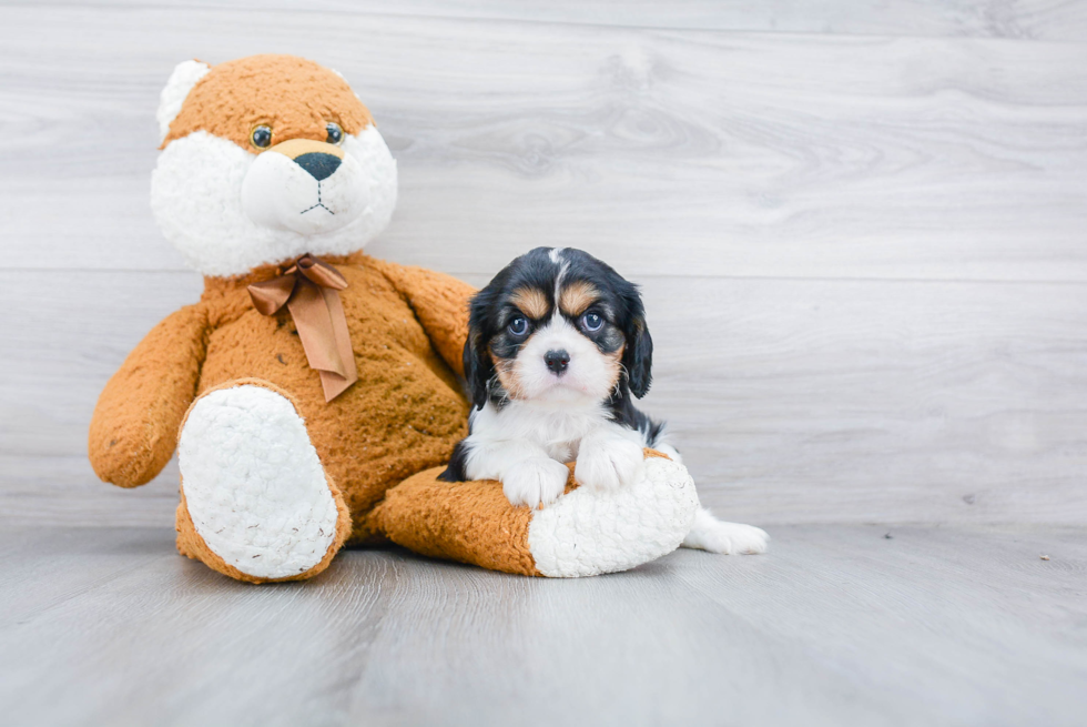 Small Cavalier King Charles Spaniel Purebred Pup