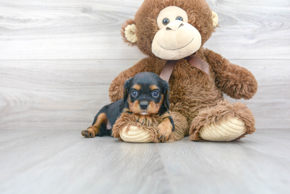 Adorable Cavalier King Charles Spaniel Purebred Puppy