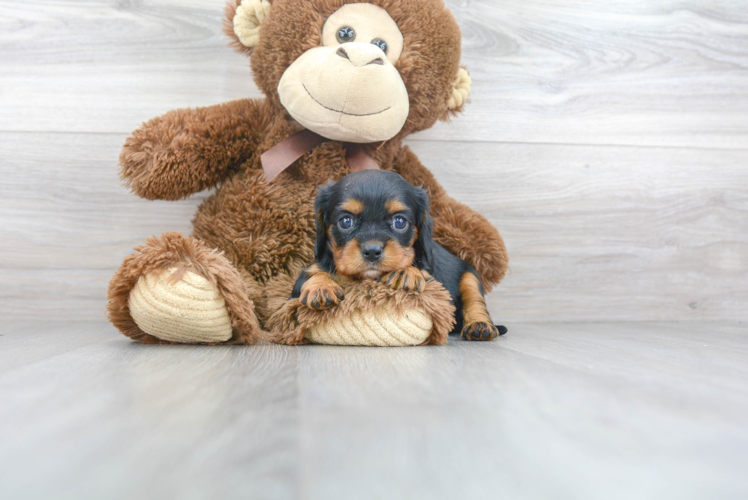 Best Cavalier King Charles Spaniel Baby