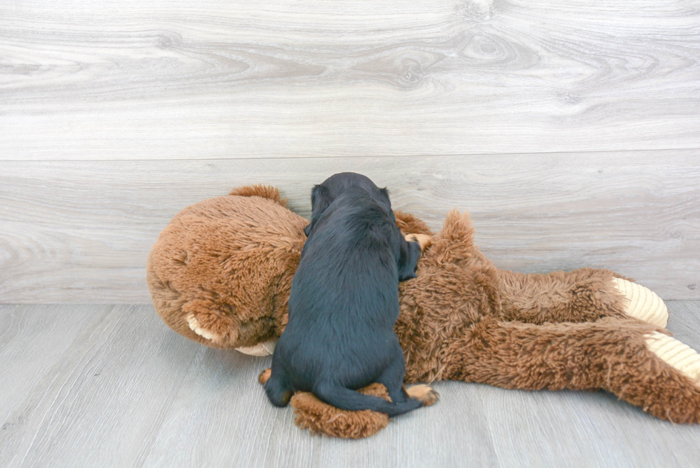 Fluffy Cavalier King Charles Spaniel Purebred Puppy