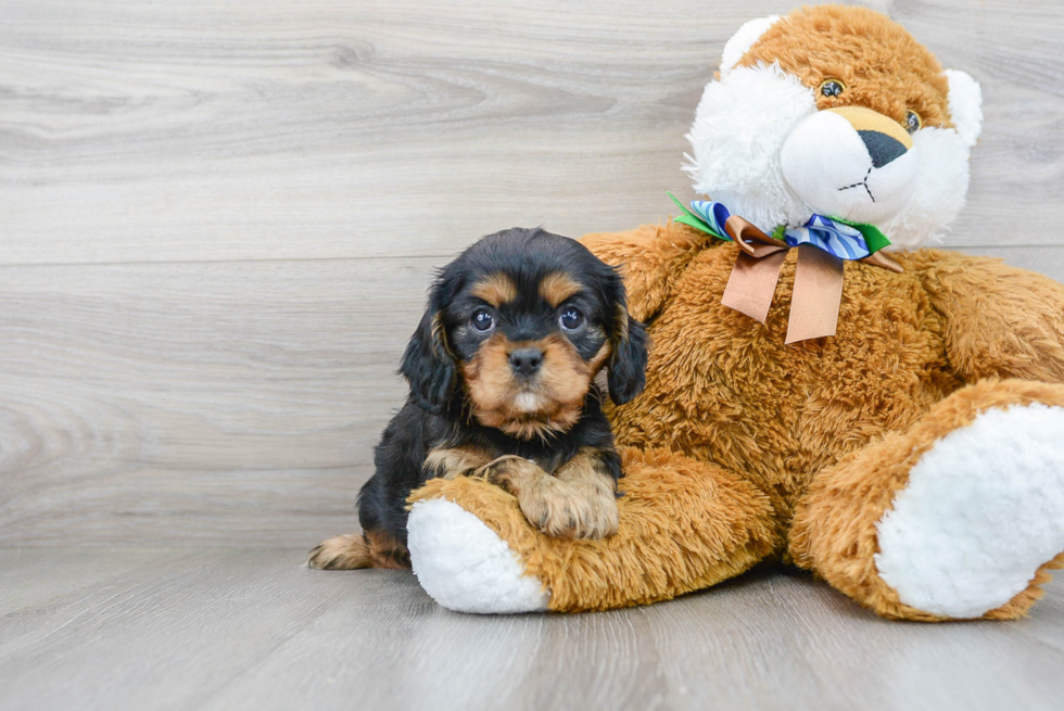 Best Cavalier King Charles Spaniel Baby