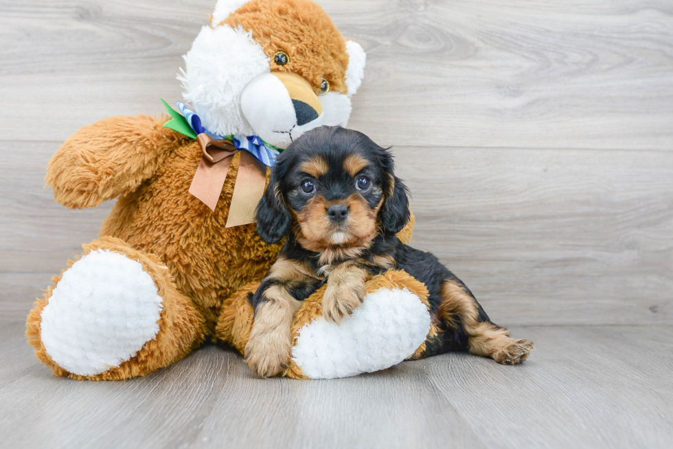 Happy Cavalier King Charles Spaniel Purebred Puppy