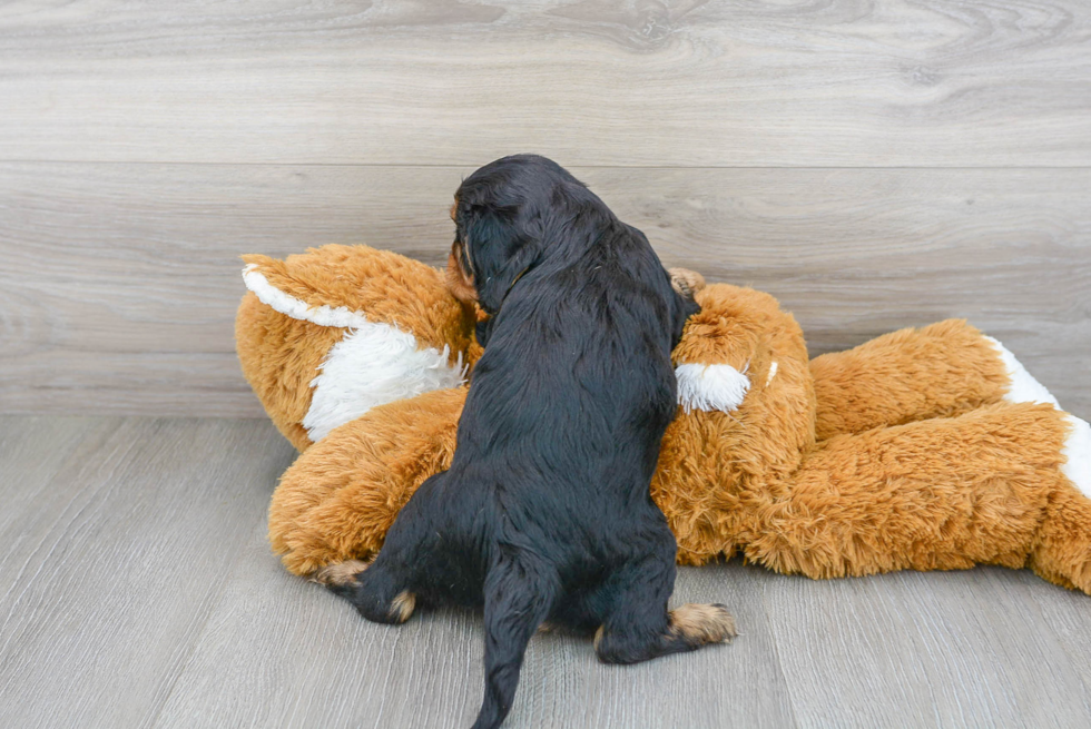 Cavalier King Charles Spaniel Puppy for Adoption