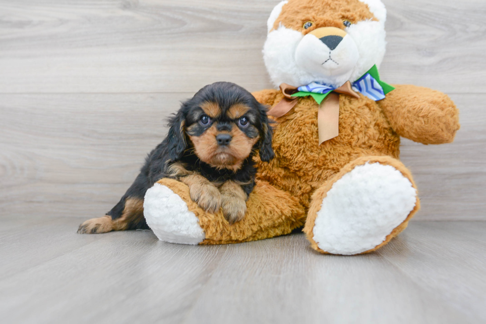 Playful Cavalier King Charles Spaniel Baby