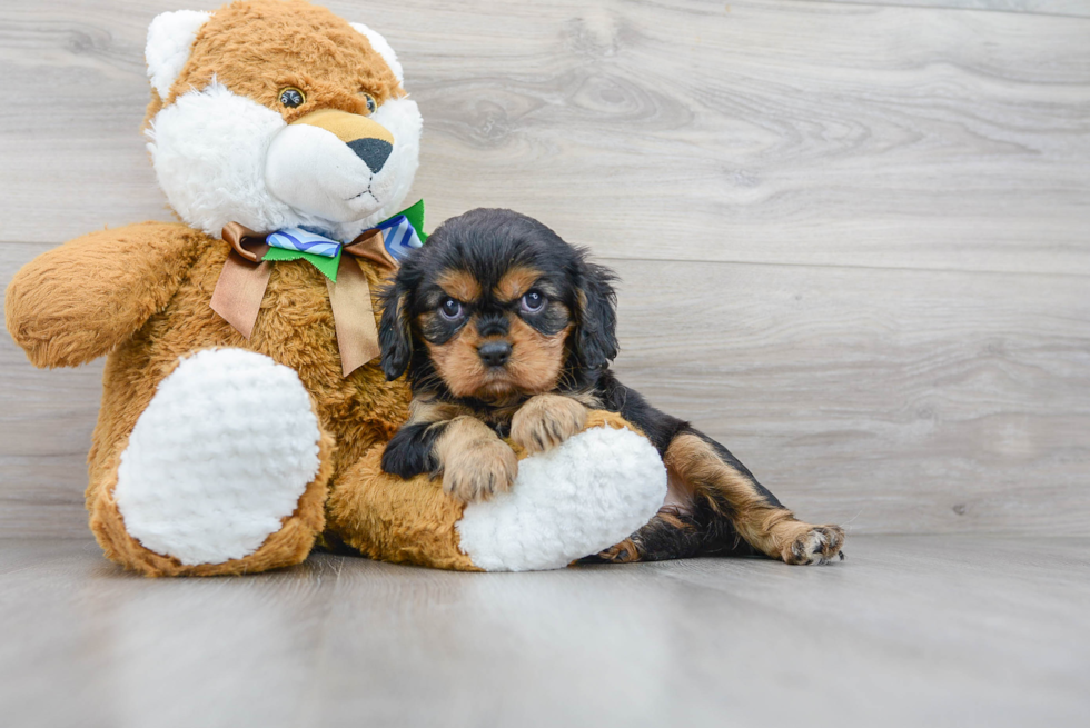 Popular Cavalier King Charles Spaniel Baby