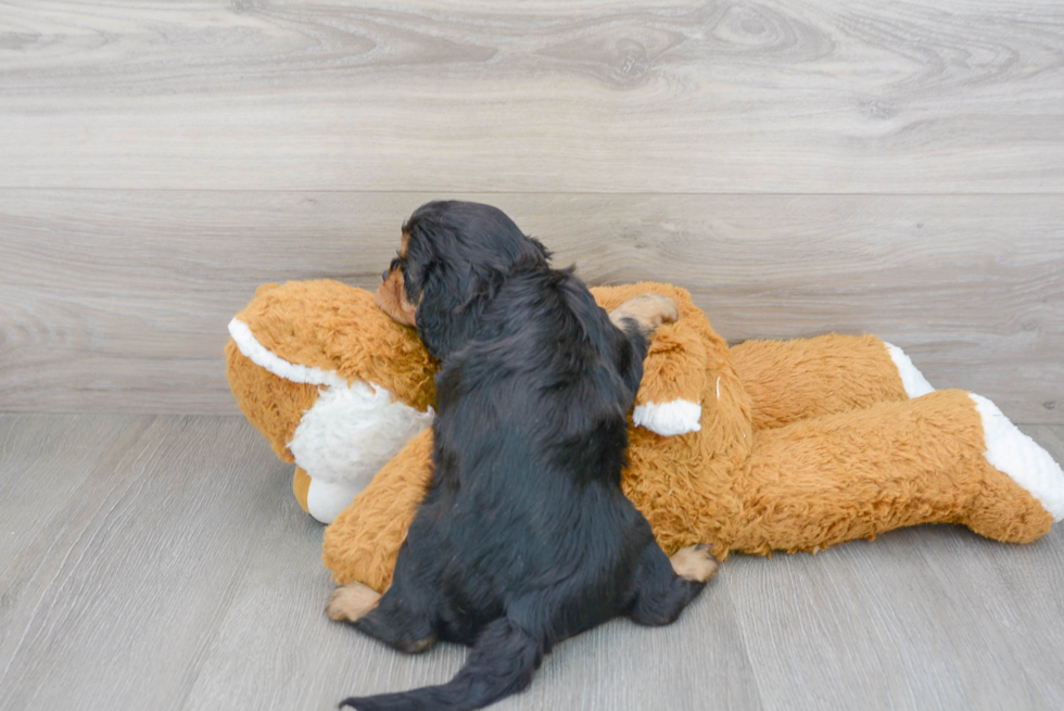 Little Cavalier King Charles Spaniel Purebred Pup