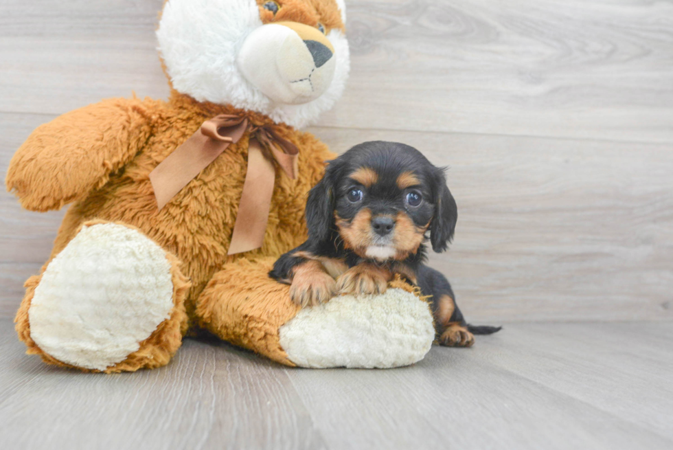 Best Cavalier King Charles Spaniel Baby