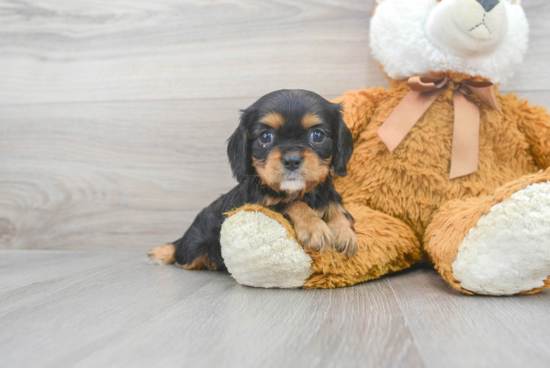 Cavalier King Charles Spaniel Pup Being Cute