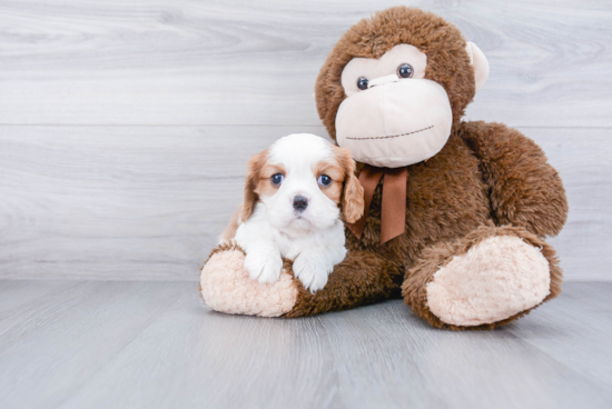 Cavalier King Charles Spaniel Puppy for Adoption