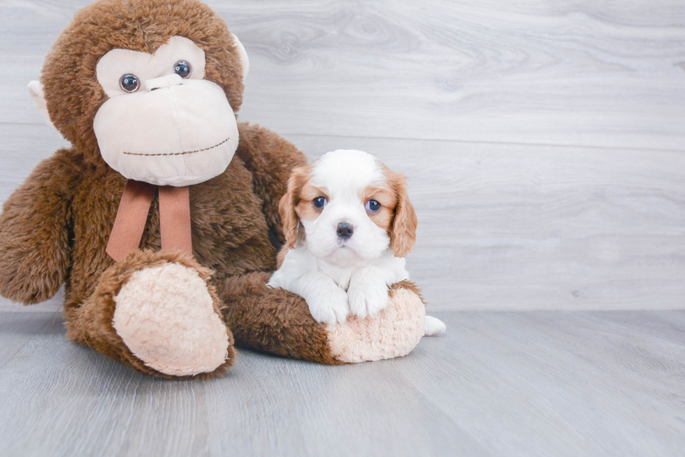 Cavalier King Charles Spaniel Pup Being Cute