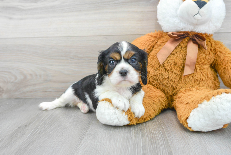 Cavalier King Charles Spaniel Pup Being Cute