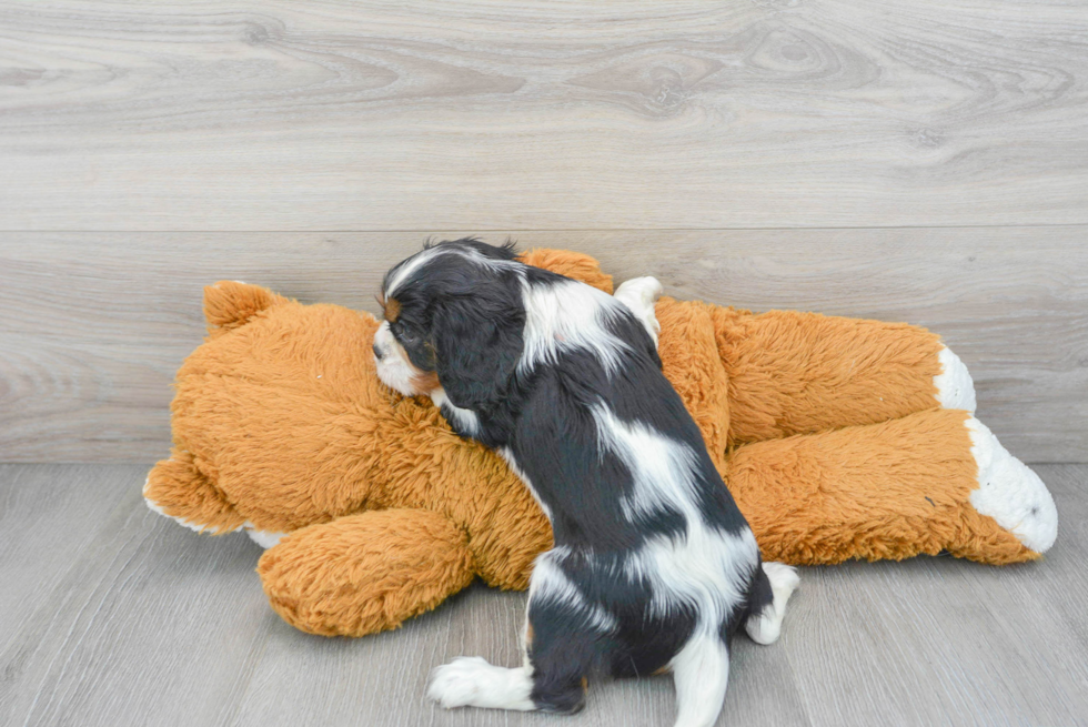 Cavalier King Charles Spaniel Puppy for Adoption