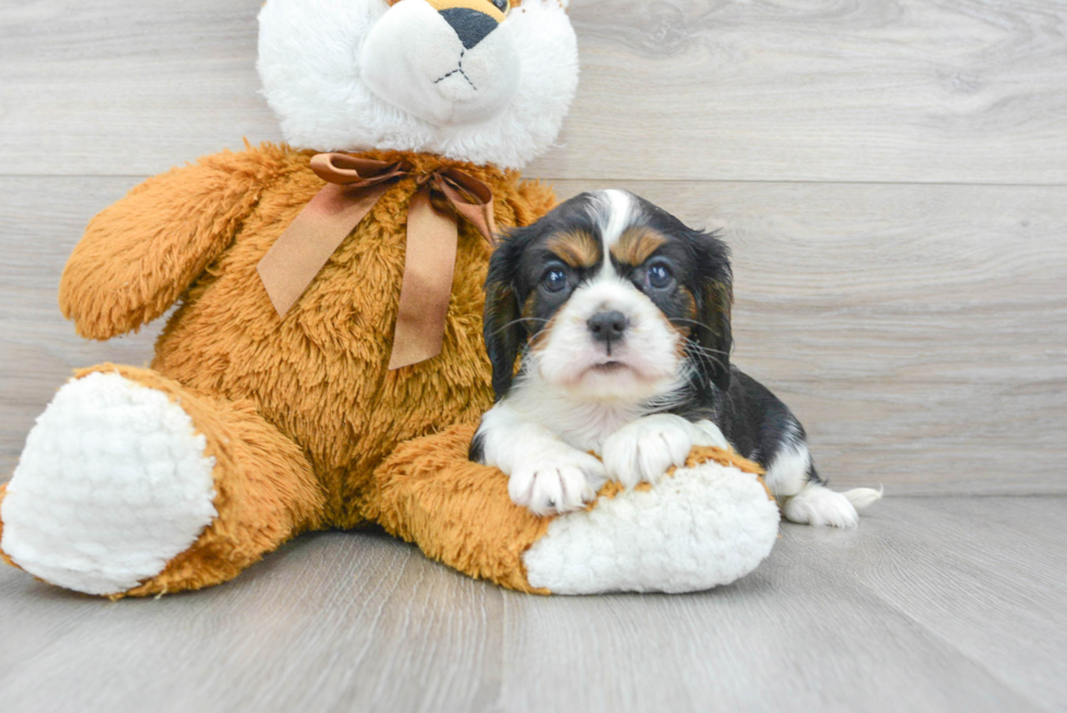 Playful Cavalier King Charles Spaniel Baby