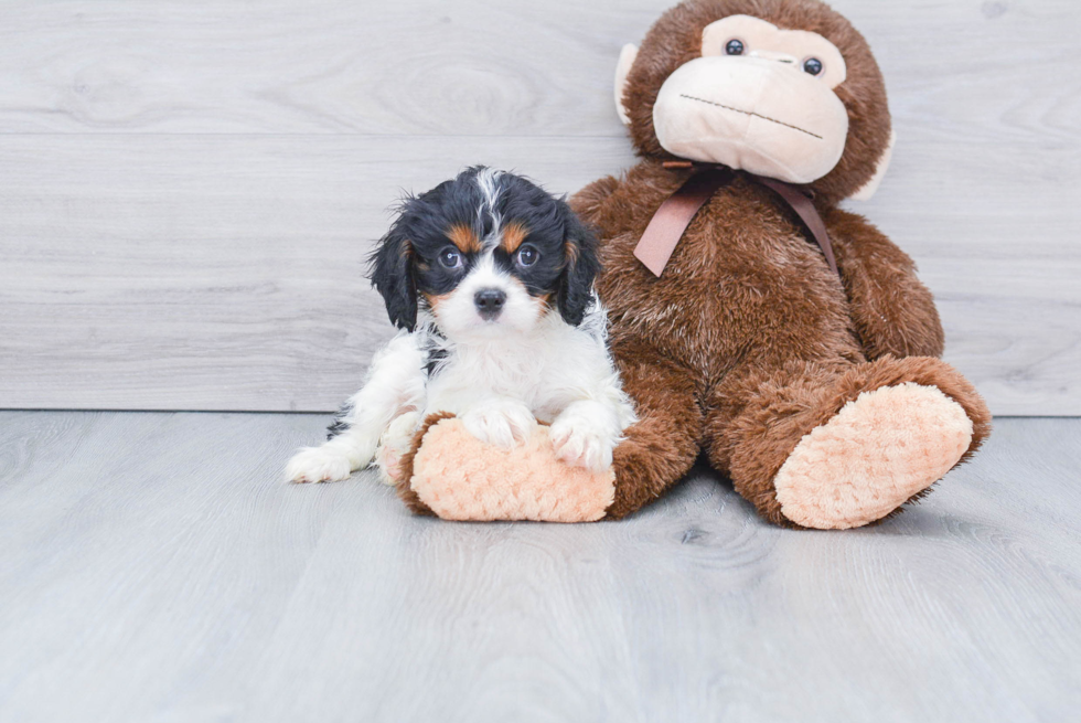 Cavalier King Charles Spaniel Pup Being Cute