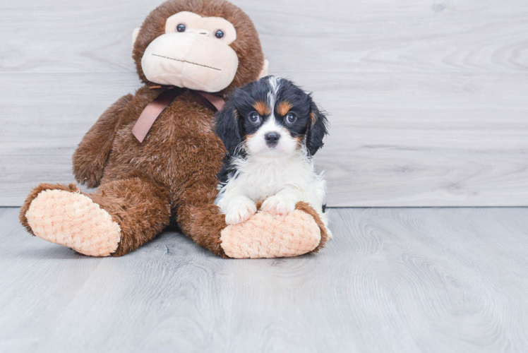 Fluffy Cavalier King Charles Spaniel Purebred Puppy