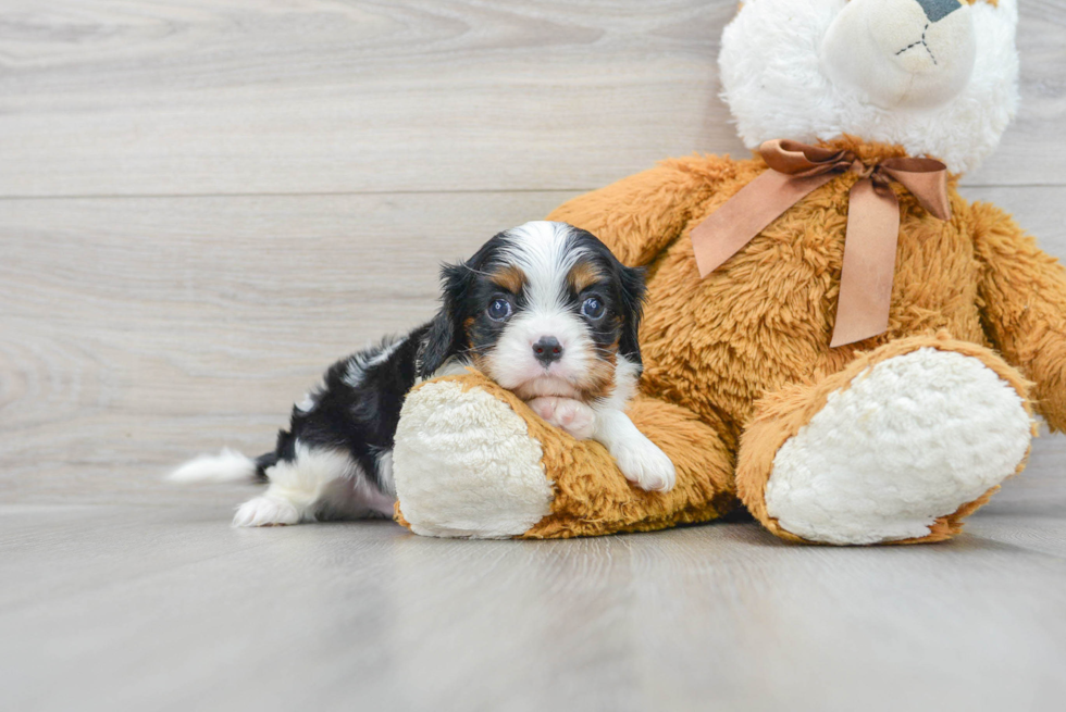 Best Cavalier King Charles Spaniel Baby