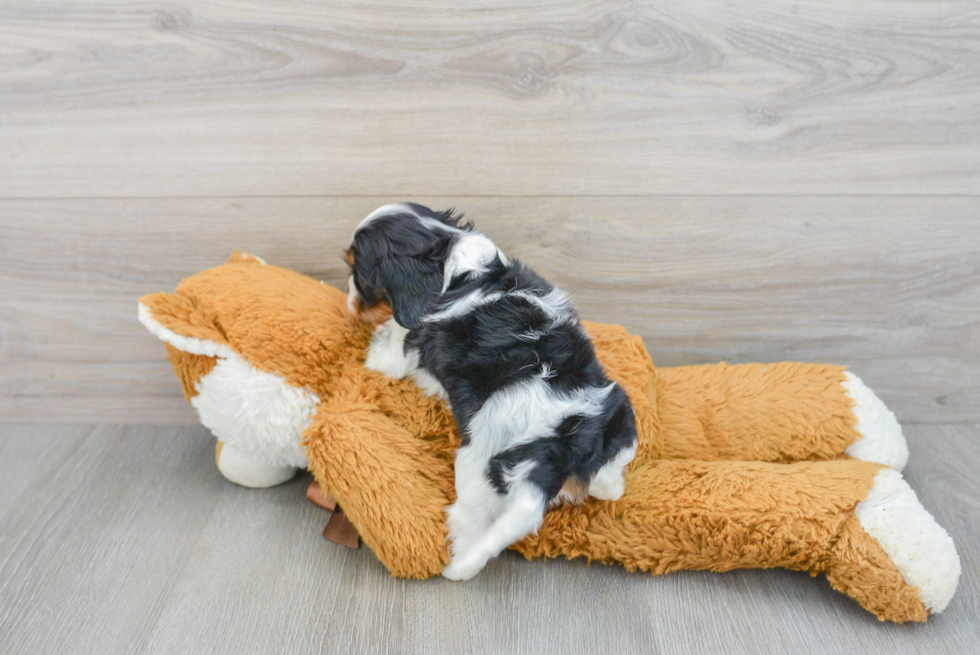 Cavalier King Charles Spaniel Pup Being Cute
