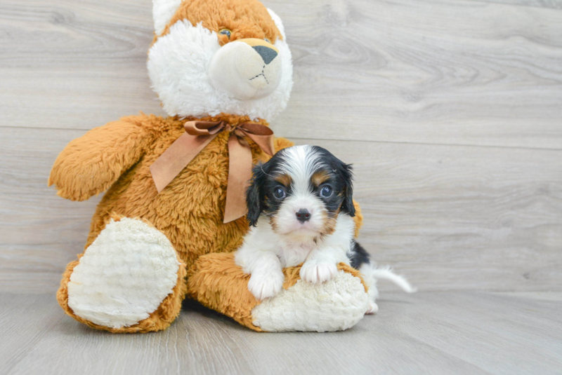 Meet Laramie - our Cavalier King Charles Spaniel Puppy Photo 3/3 - Premier Pups