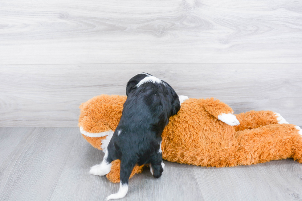 Best Cavalier King Charles Spaniel Baby