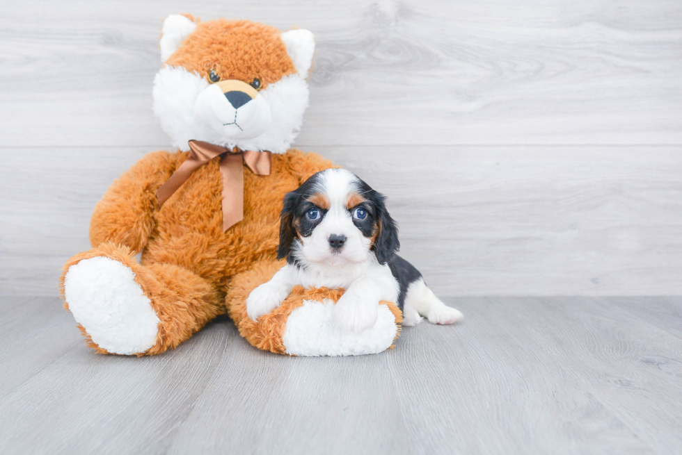 Small Cavalier King Charles Spaniel Purebred Pup