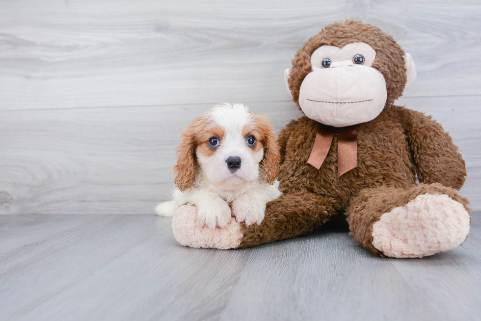 Little Cavalier King Charles Spaniel Baby