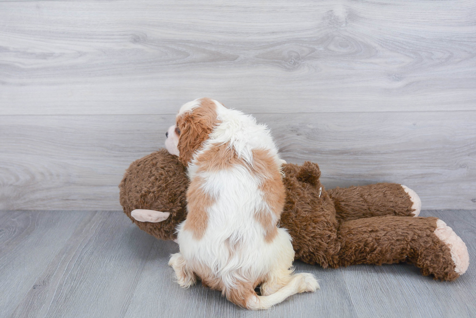 Cavalier King Charles Spaniel Puppy for Adoption