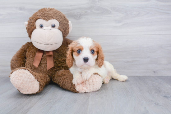 Small Cavalier King Charles Spaniel Baby