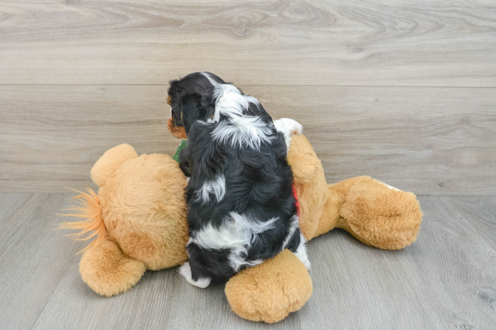 Playful Cavalier King Charles Spaniel Baby