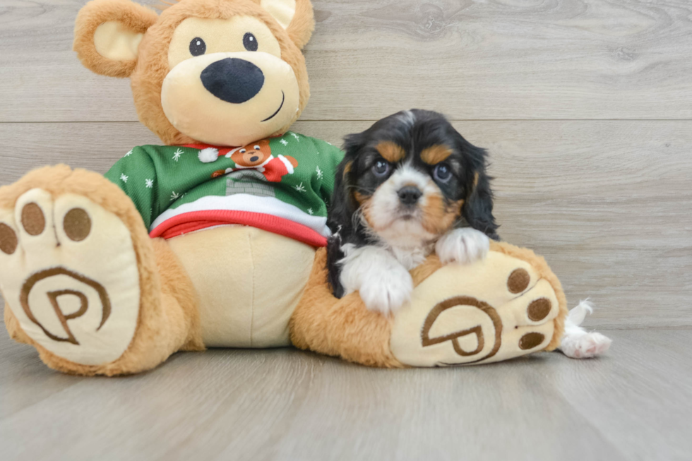 Cavalier King Charles Spaniel Puppy for Adoption