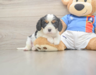 5 week old Cavalier King Charles Spaniel Puppy For Sale - Premier Pups