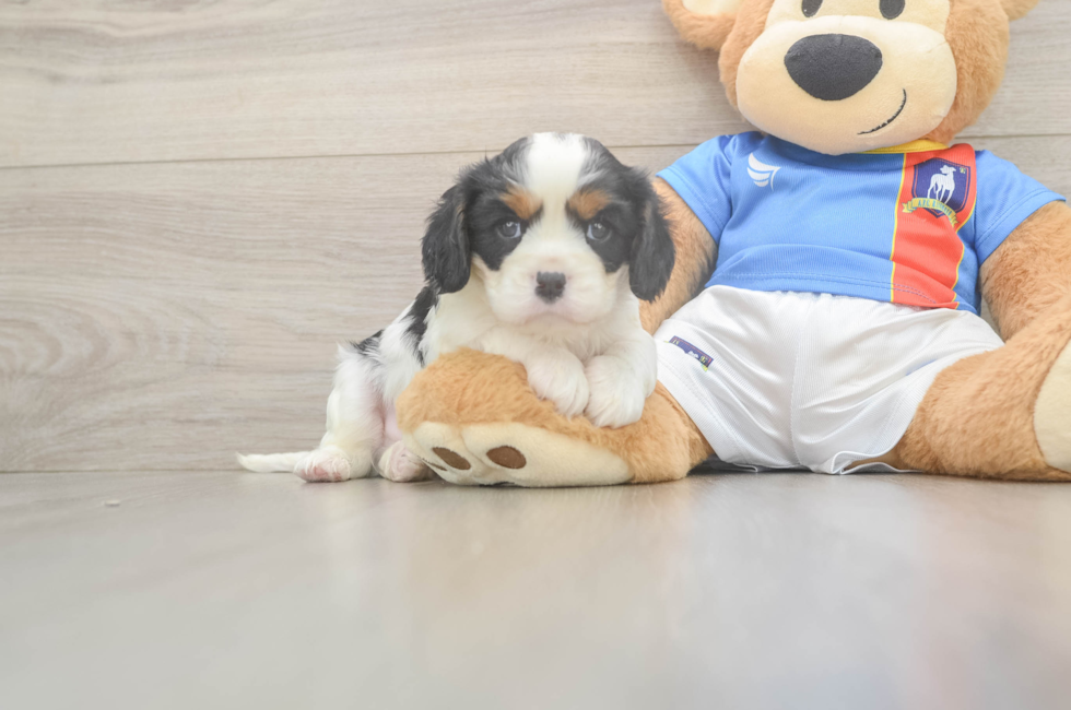 5 week old Cavalier King Charles Spaniel Puppy For Sale - Premier Pups