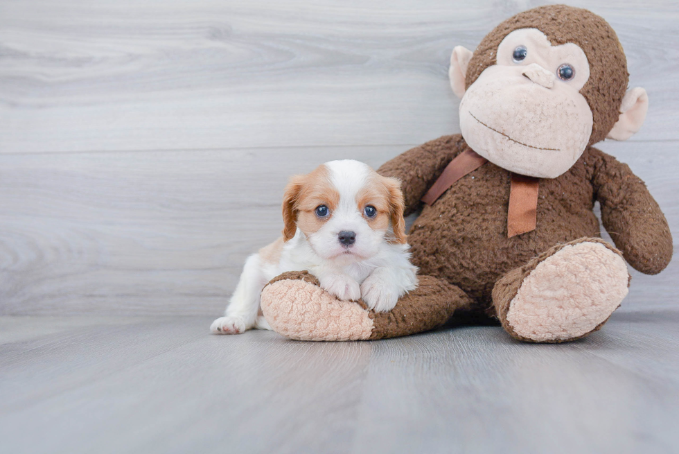 Little Cavalier King Charles Spaniel Baby