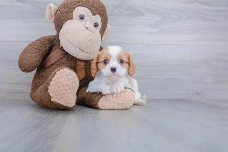 Best Cavalier King Charles Spaniel Baby