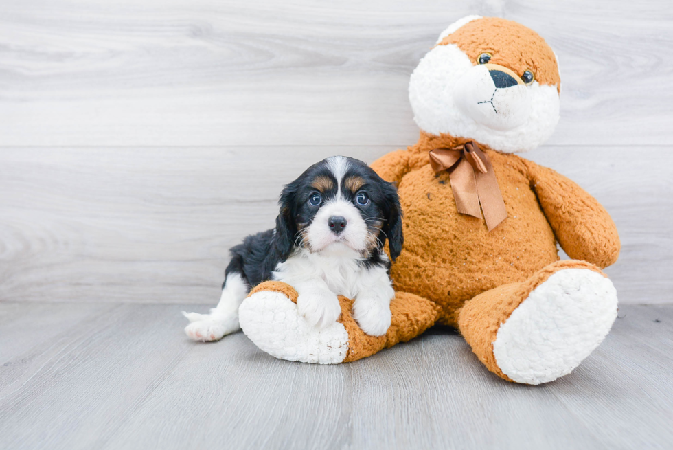 Akc Registered Cavalier King Charles Spaniel Baby