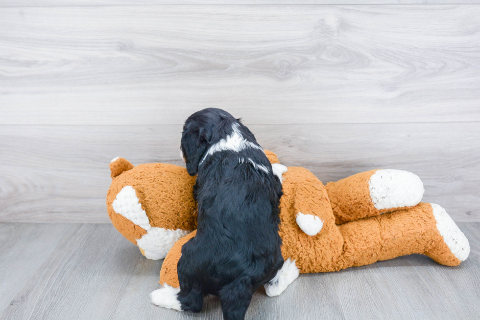 Best Cavalier King Charles Spaniel Baby