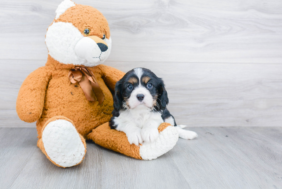 Cavalier King Charles Spaniel Pup Being Cute